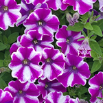 Petunia Bubbles Magenta Split